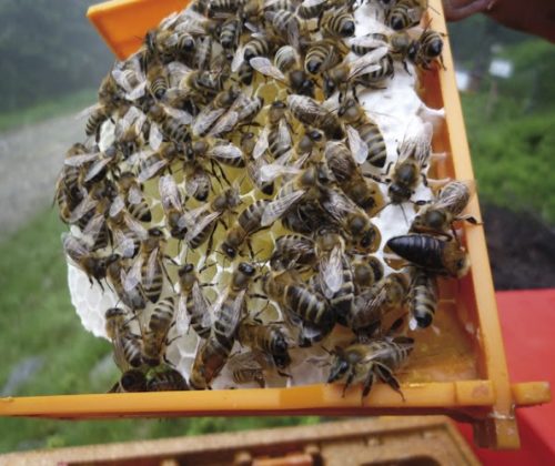 Bienenzucht am Wechsel